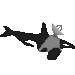 MonitOrca